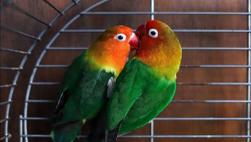 Fischer lovebirds 1