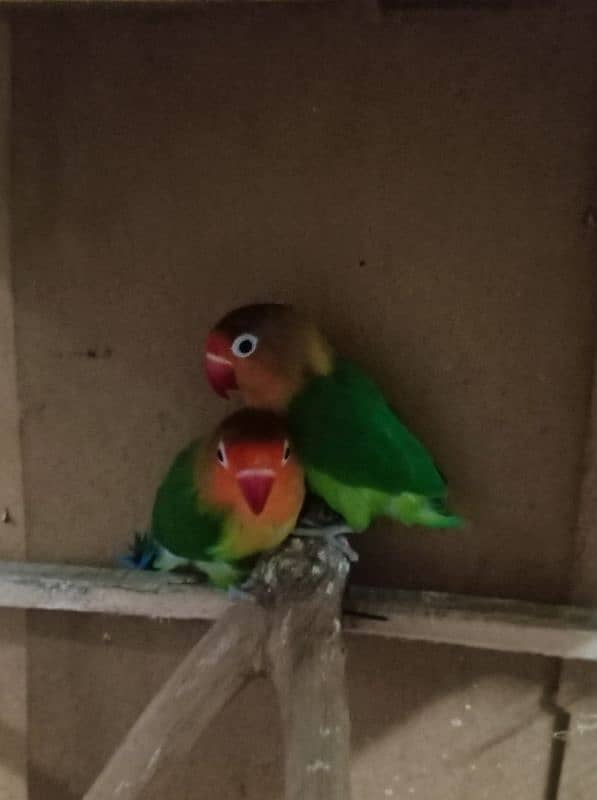 Fischer lovebirds 2