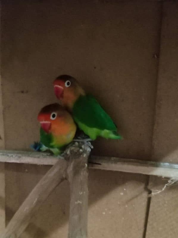 Fischer lovebirds 3