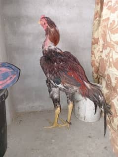 pure aseel murga sindhi breed