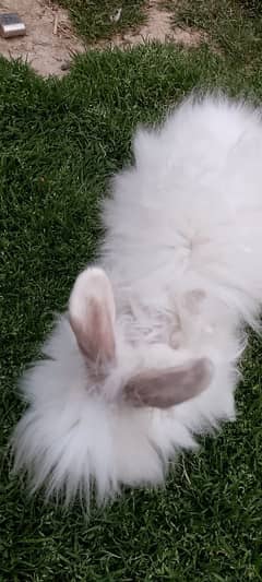 Angora rabbit for sale urgent