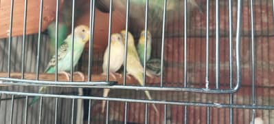 Australian bird parrots are for sale