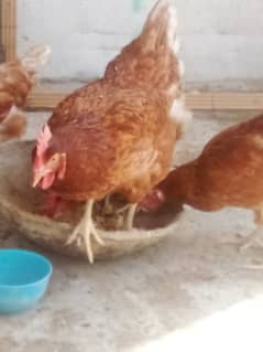 Playmouth Rock Rooster and lohman brown golden misri hens eggs laying,