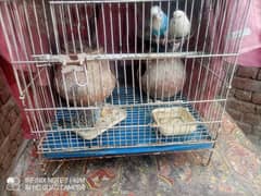 australin parrots 1 joora pinjra k sath 7eggs