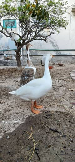 Raj Hans ducks pair