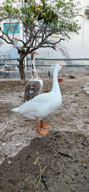 Raj Hans ducks pair 0