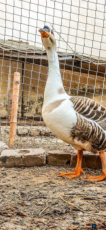 Raj Hans ducks pair 1