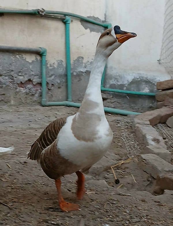 Raj Hans ducks pair 2