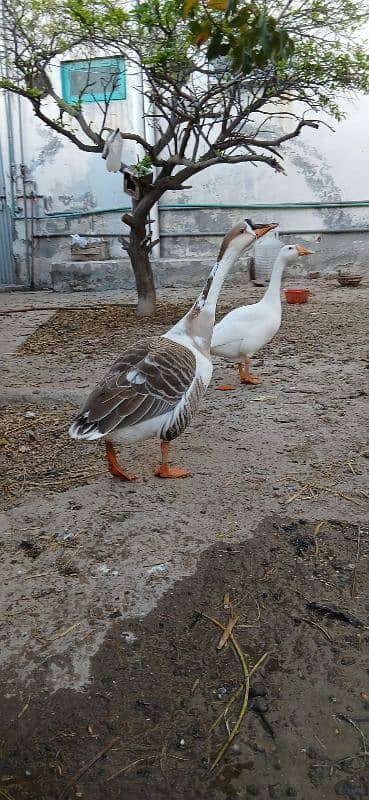 Raj Hans ducks pair 3