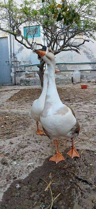 Raj Hans ducks pair 4