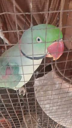 Raw parrot for sale Call my WhatsApp number 03244025806