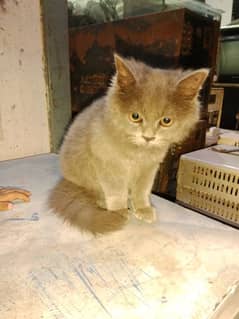 want to sale My family cat