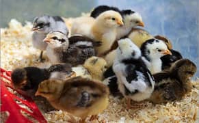 Heera/Mushka/ Lakha Aseel. Ayam Cemani/Silkies Eggs & Chicks Available