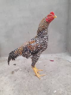 Aseel breed for sale.