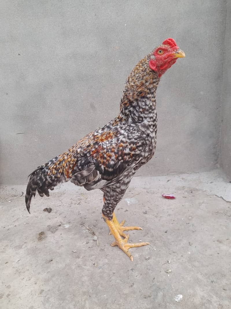 Aseel breed for sale. 0