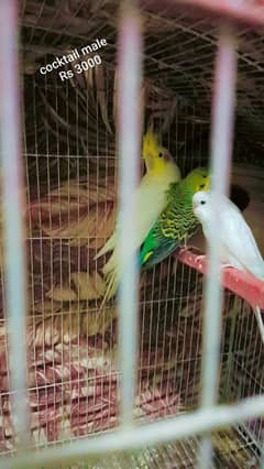 All birds for sale plus big size cage