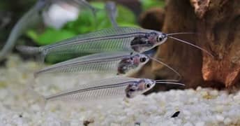 cat fish Transparent Glass Body 2.5Inched 2 pair Healthy