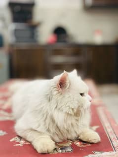 Cat Persian long hair breed