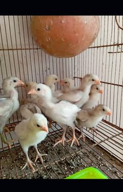 paper white heera aseel chicks, breeders, murga, female,madi