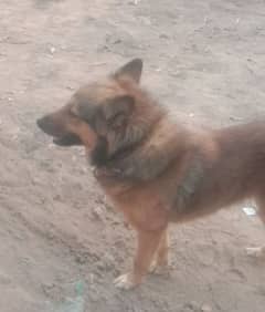 urgent sale germen Shepherd