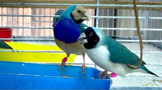 Blue Gouldian Adult Healthy Fresh Pairs