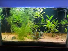 Top Quality Aquarium with Fishes and Plants and Quality Accessories