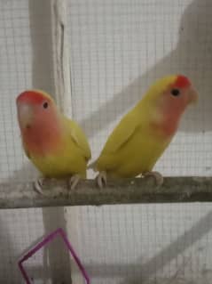 love bird