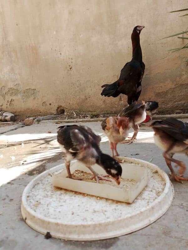 Thai walaiti chicks 1