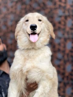 golden retriever extreme quality female pup available for sale