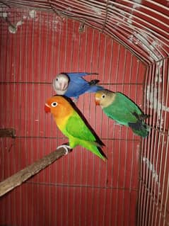 2 pair of lovebird for sale full healthy and active