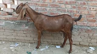 Goat For Sale