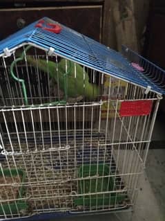 a fmale parrot