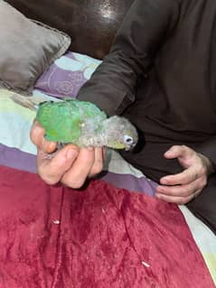 Blue Turquoise conure