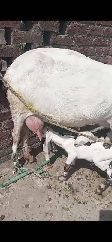 rajanpuri bakri 0