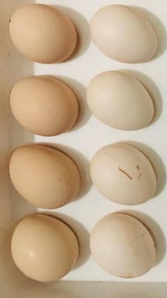 Aseel eggs for sale