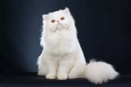 Persian white colour cat blue eyes