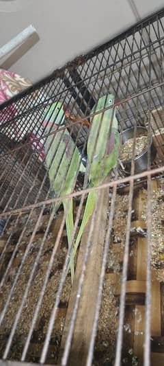 Raw beautiful pair jumbo size both are semi tamed ghar k pale hen