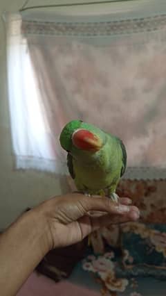 raw female active and tame and chicks also 2 month and khattha also