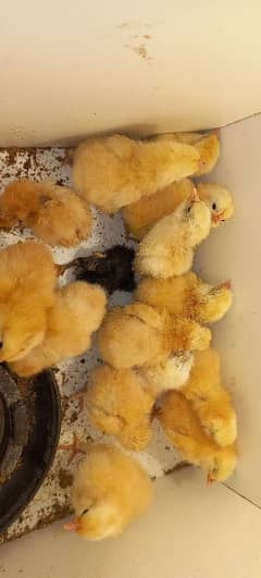 5 days old chicks for sale