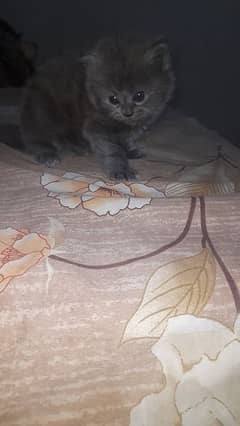 Selling grey persian kitten