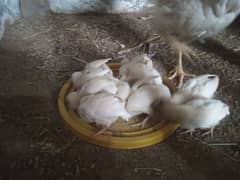 heera aseel chicks ,pure blood