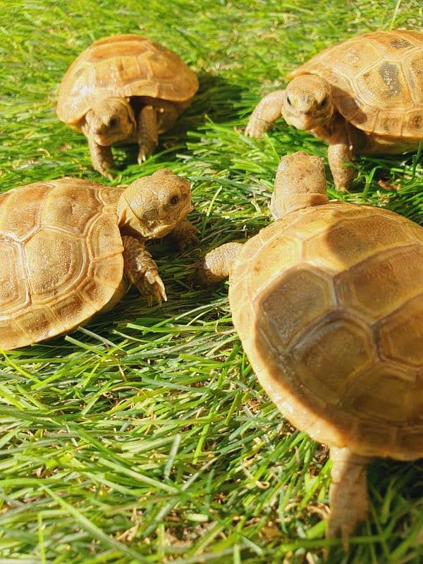 Russian tortoise 1