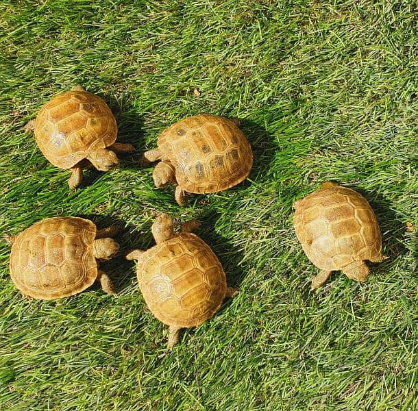 Russian tortoise 2