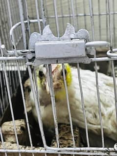 chicks pair ,100 days,home breed