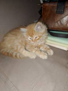 Ginger Male Persian Kitten Double Coated