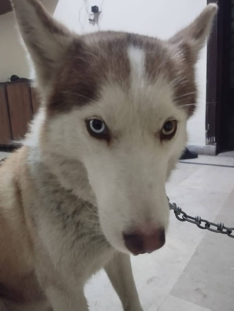 Husky 3