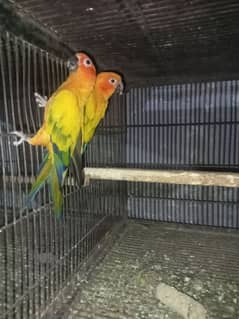 100% breder Sunconure pair