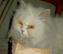 white Persian