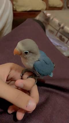 hand team love bird pair at reasonable price