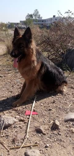 German shepherd long coat male fully trained friendly